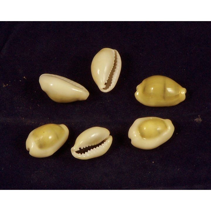 Money Cowrie Shells- Set of 3 (For Crystal Grid Boards)