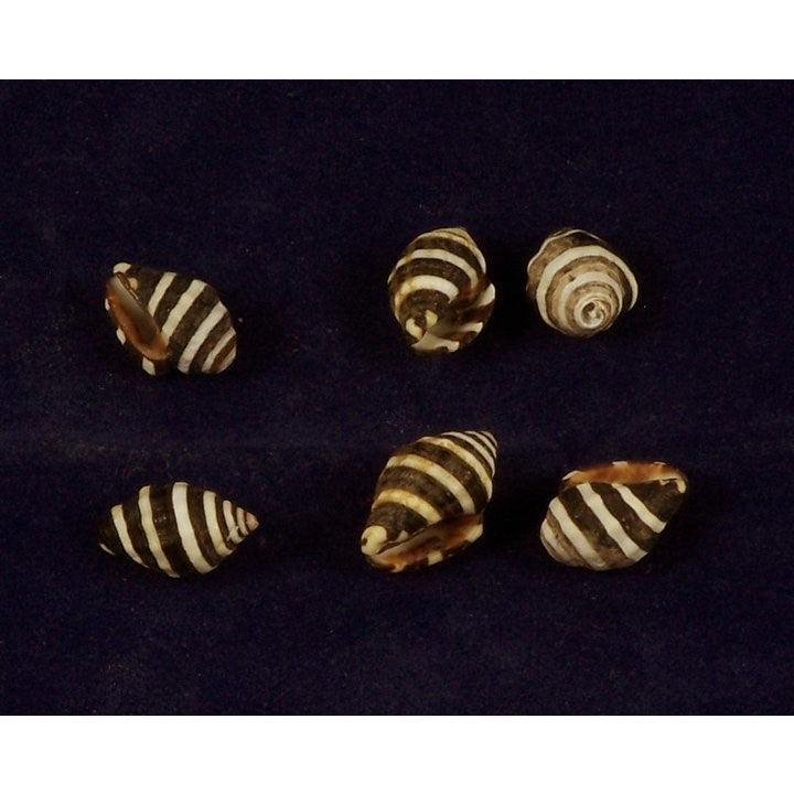Beehive Shells - Set of 3(For Crystal Grid Boards)