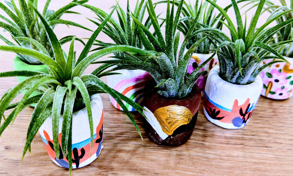 Air Plant in Hand-Painted Pot