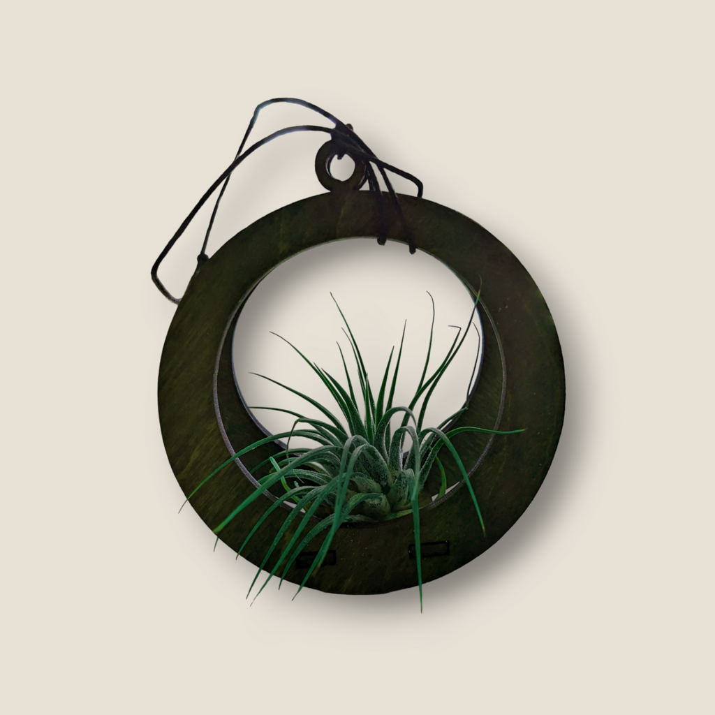 Small Wooden Hanging Air Plant